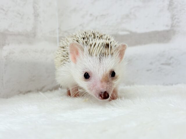 豪快な寝方にハマる!!!ハリネズミ(シナモンパイド) 男の子 ハリネズミ(ヨツユビハリネズミ)