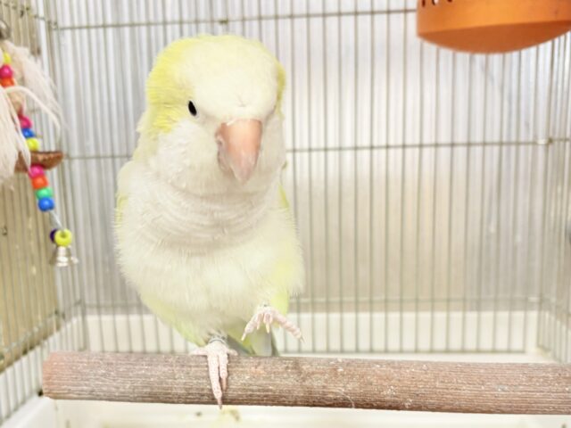 オキナインコ