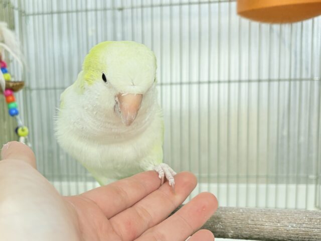 オキナインコ