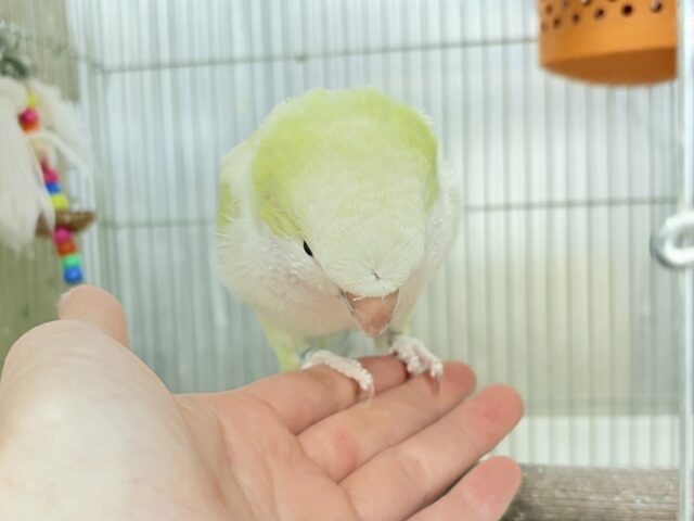 オキナインコ