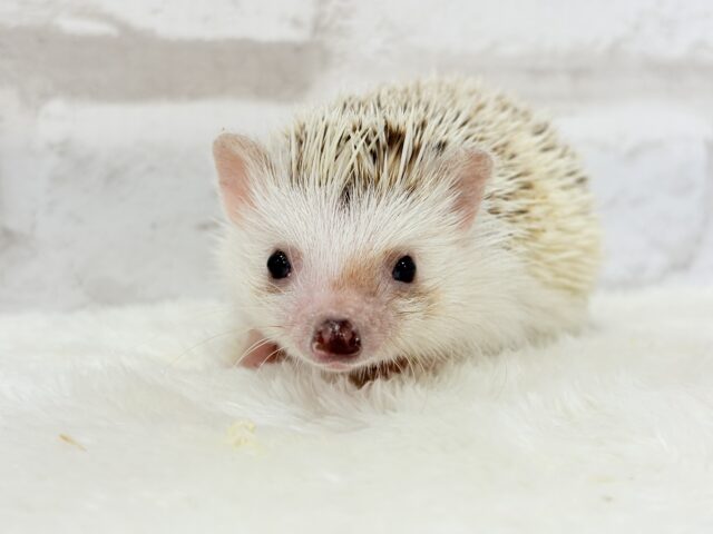 豪快な寝方にハマる!!!ハリネズミ(シナモンパイド) 男の子 ハリネズミ(ヨツユビハリネズミ)