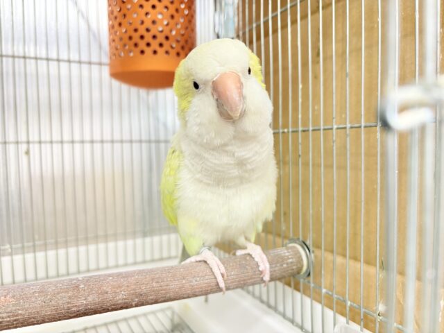 オキナインコ