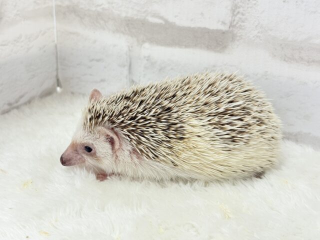 ハリネズミ（ヨツユビハリネズミ）