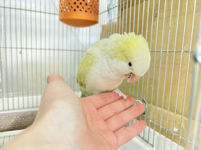 オキナインコ