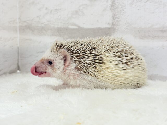 豪快な寝方にハマる!!!ハリネズミ(シナモンパイド) 男の子 ハリネズミ(ヨツユビハリネズミ)