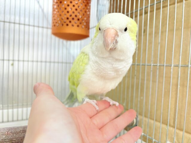 オキナインコ