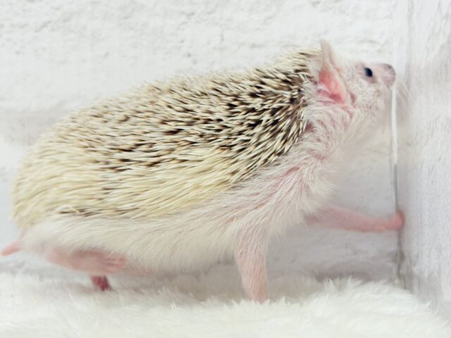 ハリネズミ（ヨツユビハリネズミ）