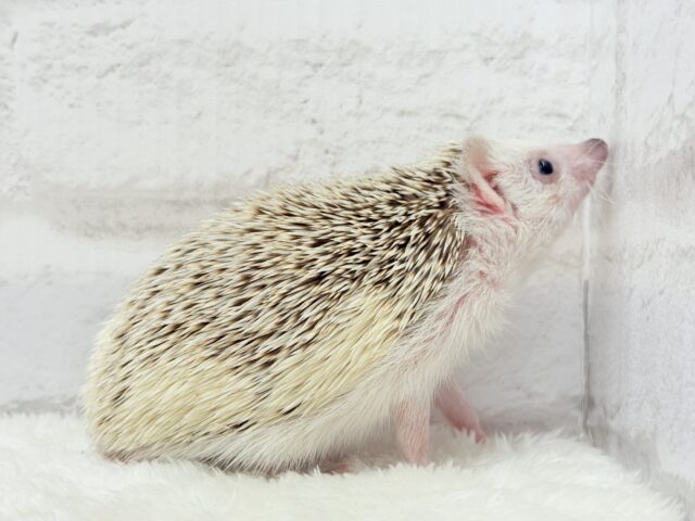 ハリネズミ（ヨツユビハリネズミ）