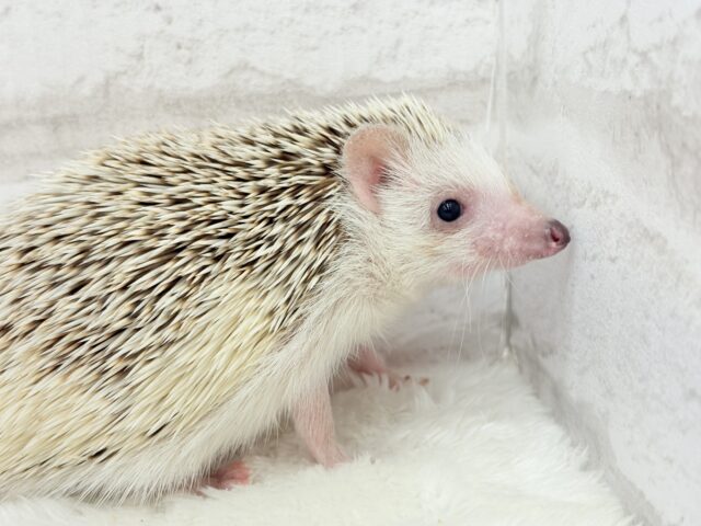 ハリネズミ（ヨツユビハリネズミ）