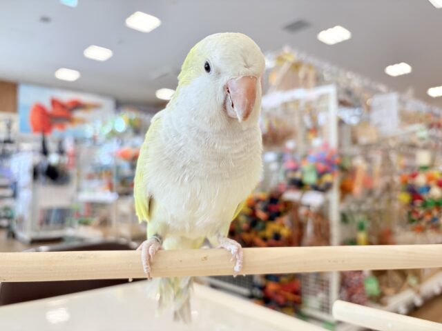オキナインコ