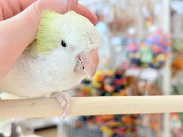 オキナインコ