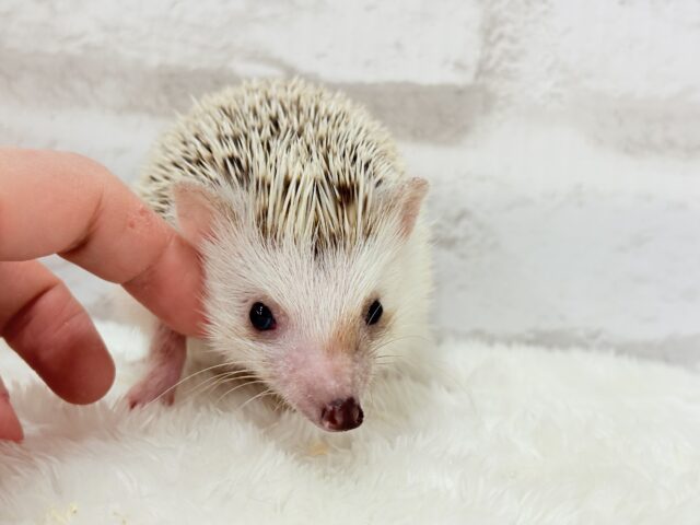 豪快な寝方にハマる!!!ハリネズミ(シナモンパイド) 男の子 ハリネズミ(ヨツユビハリネズミ)