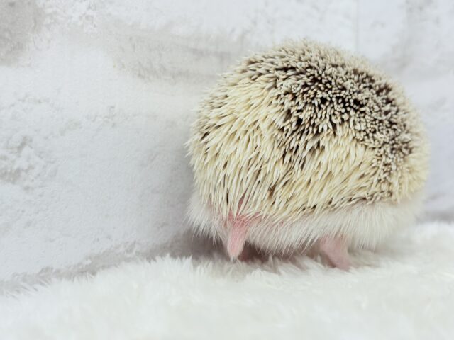 豪快な寝方にハマる!!!ハリネズミ(シナモンパイド) 男の子 ハリネズミ(ヨツユビハリネズミ)