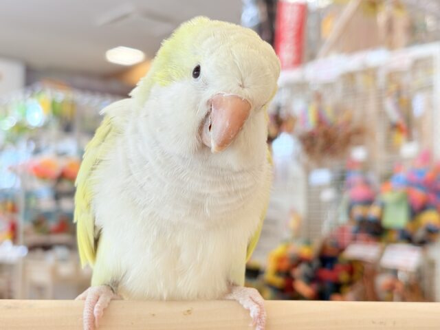 オキナインコ