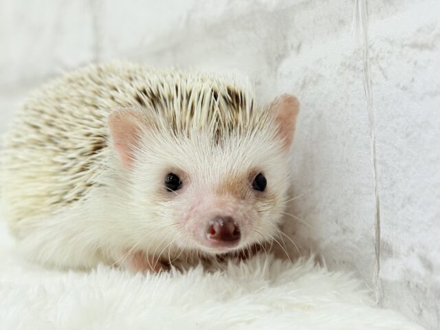 ハリネズミ（ヨツユビハリネズミ）