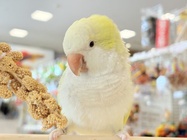 オキナインコ