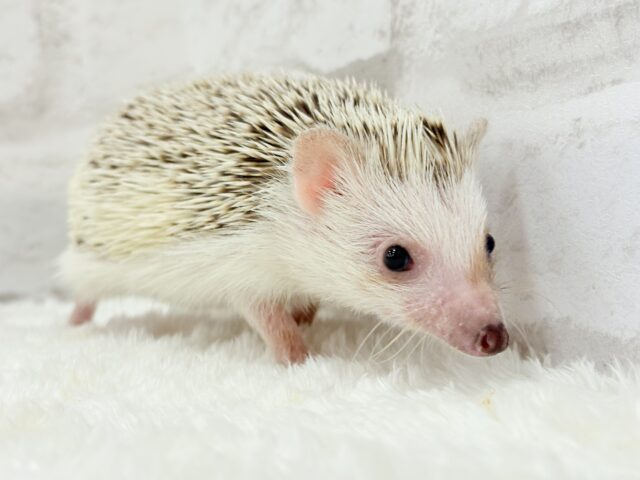 ハリネズミ（ヨツユビハリネズミ）