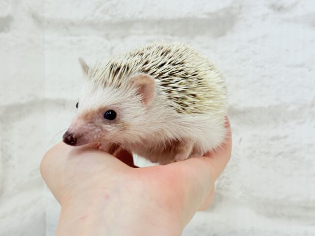 ハリネズミ（ヨツユビハリネズミ）