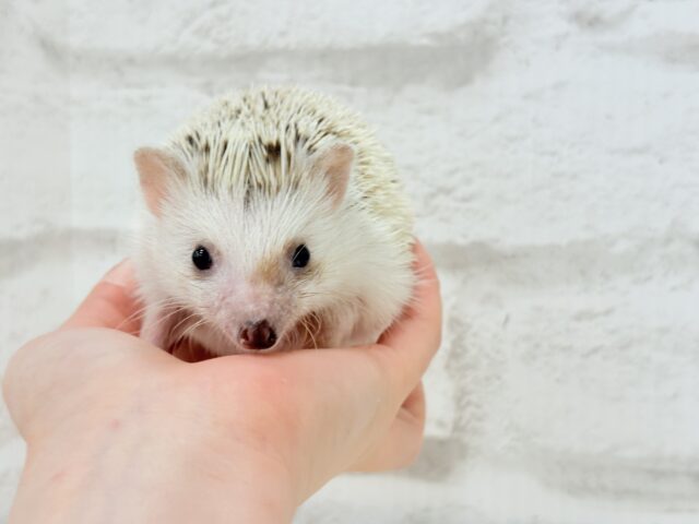 豪快な寝方にハマる!!!ハリネズミ(シナモンパイド) 男の子 ハリネズミ(ヨツユビハリネズミ)