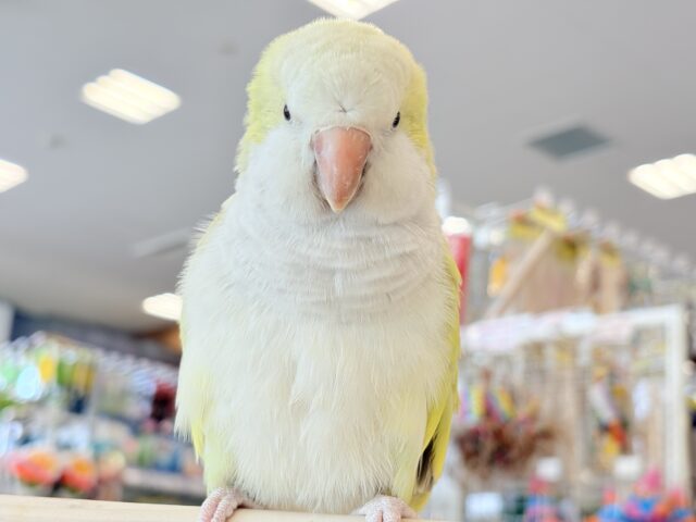 オキナインコ