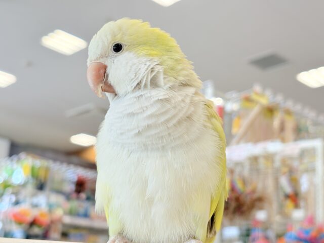 オキナインコ