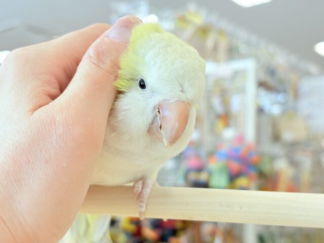 オキナインコ