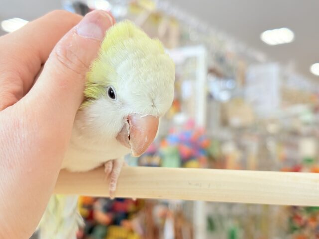 オキナインコ