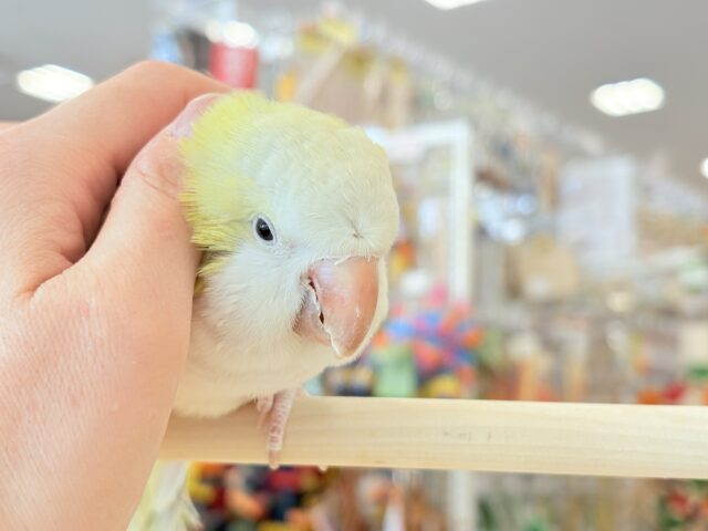 オキナインコ