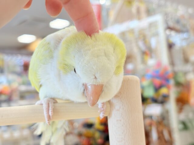 オキナインコ
