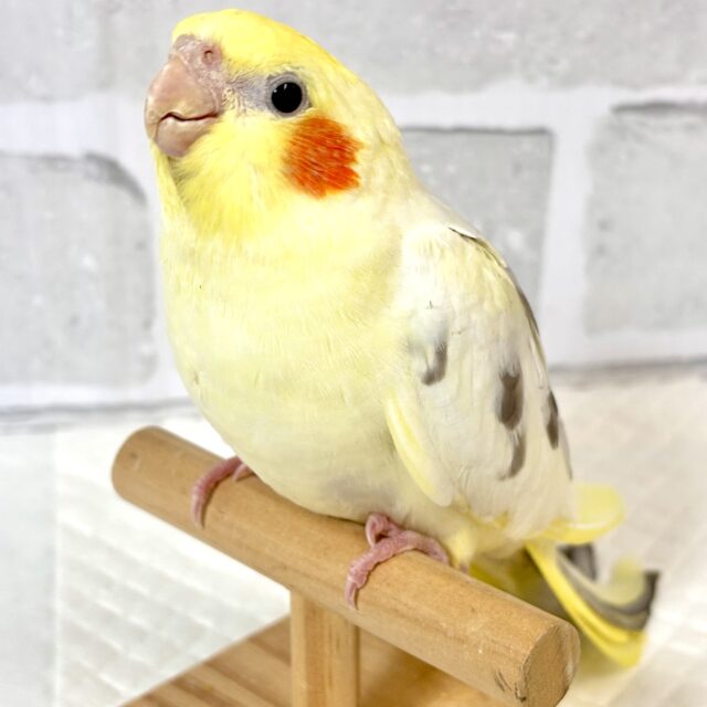 オカメインコ