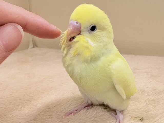 セキセイインコ
