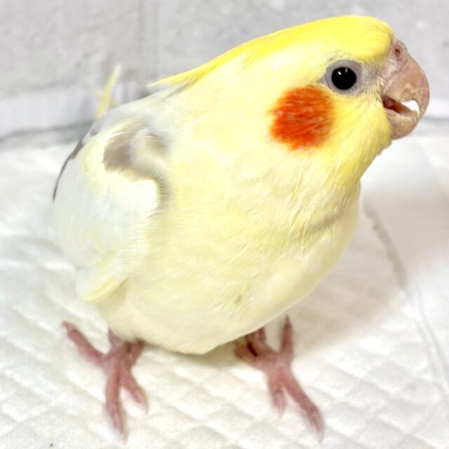 オカメインコ