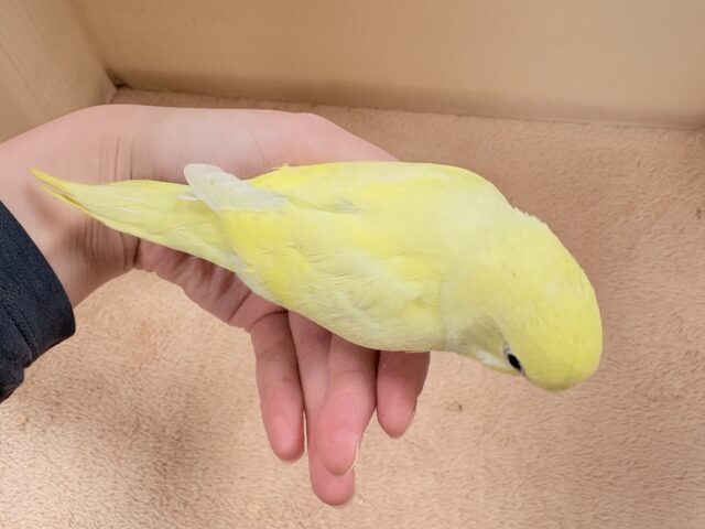 セキセイインコ