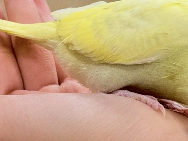 セキセイインコ