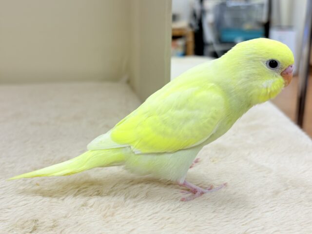 セキセイインコ