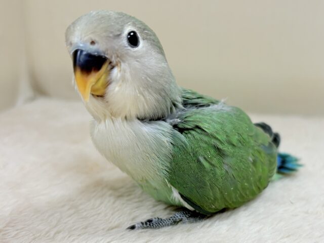 コザクラインコ（小桜インコ）