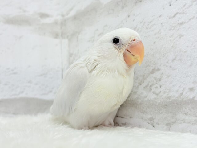 コザクラインコ（小桜インコ）