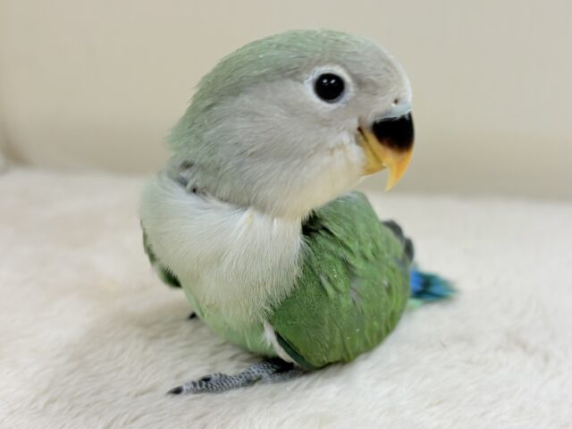 コザクラインコ（小桜インコ）