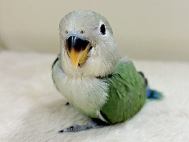 コザクラインコ（小桜インコ）