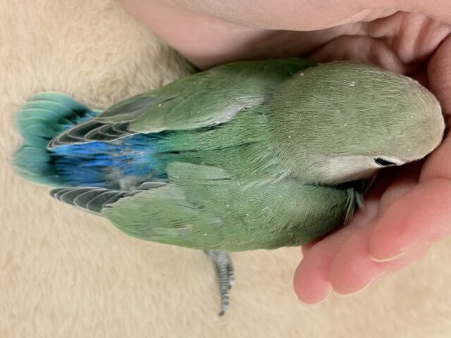 コザクラインコ（小桜インコ）