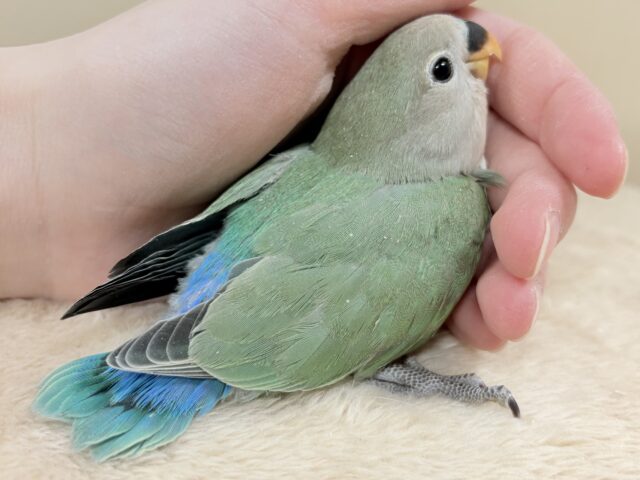 コザクラインコ（小桜インコ）