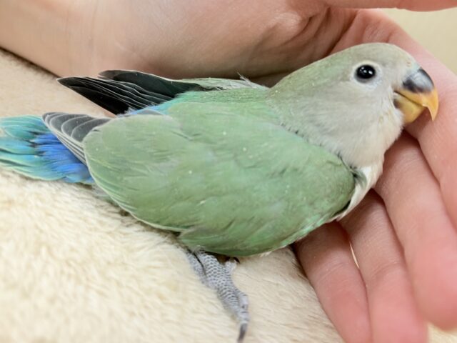 コザクラインコ（小桜インコ）