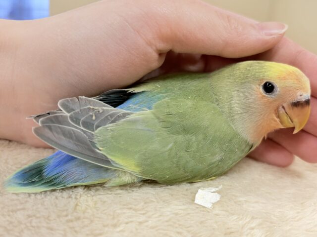 コザクラインコ（小桜インコ）