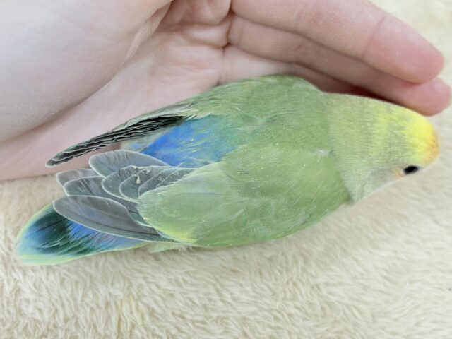 コザクラインコ（小桜インコ）