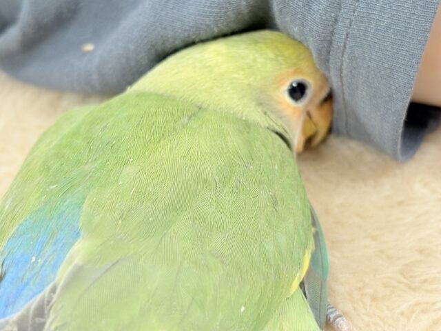 コザクラインコ（小桜インコ）
