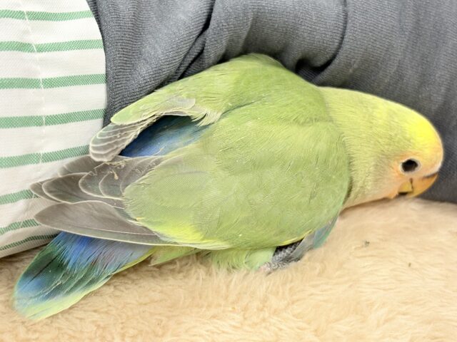 コザクラインコ（小桜インコ）