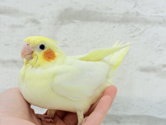 オカメインコ