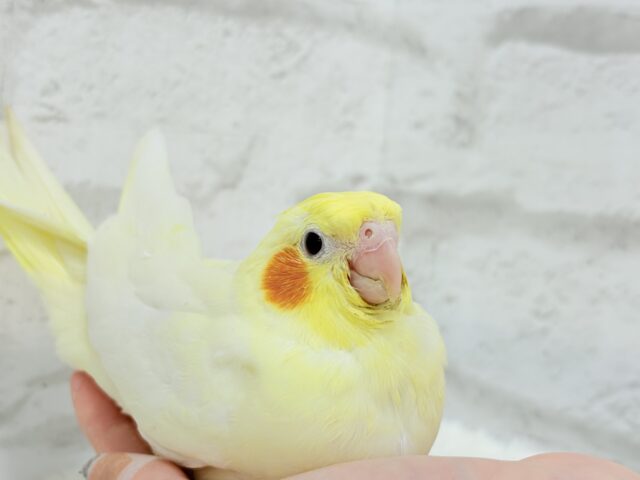 オカメインコ