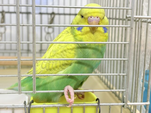 ジャンボセキセイインコ