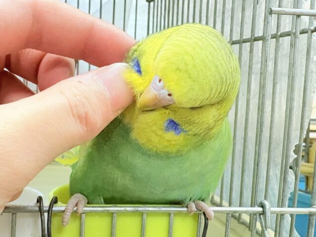 ジャンボセキセイインコ